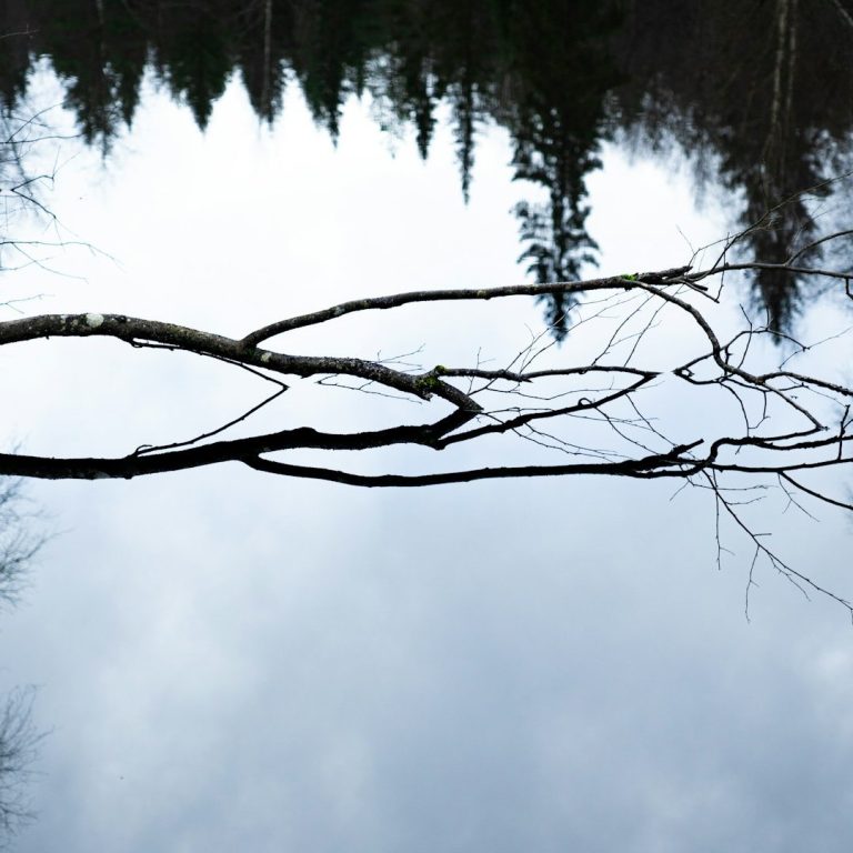 Rami sopra un lago riflettente con bosco di conifere sullo sfondo.