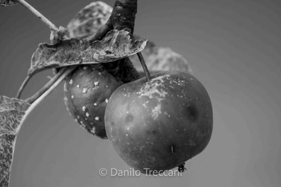 Tre branches with apples, black and white, showcasing fruits and leaves.