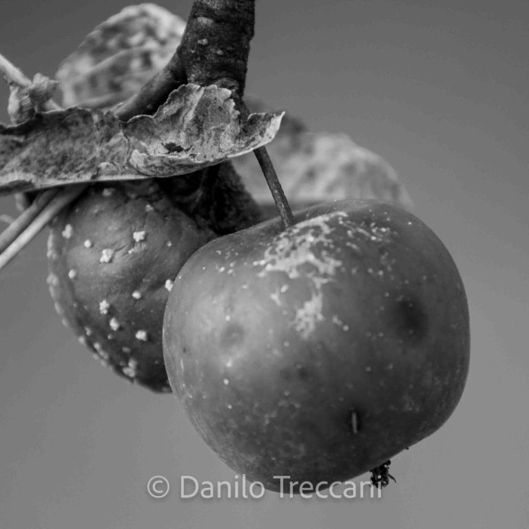 Mela verde con foglie, in bianco e nero, con alcune macchie sulla buccia.
